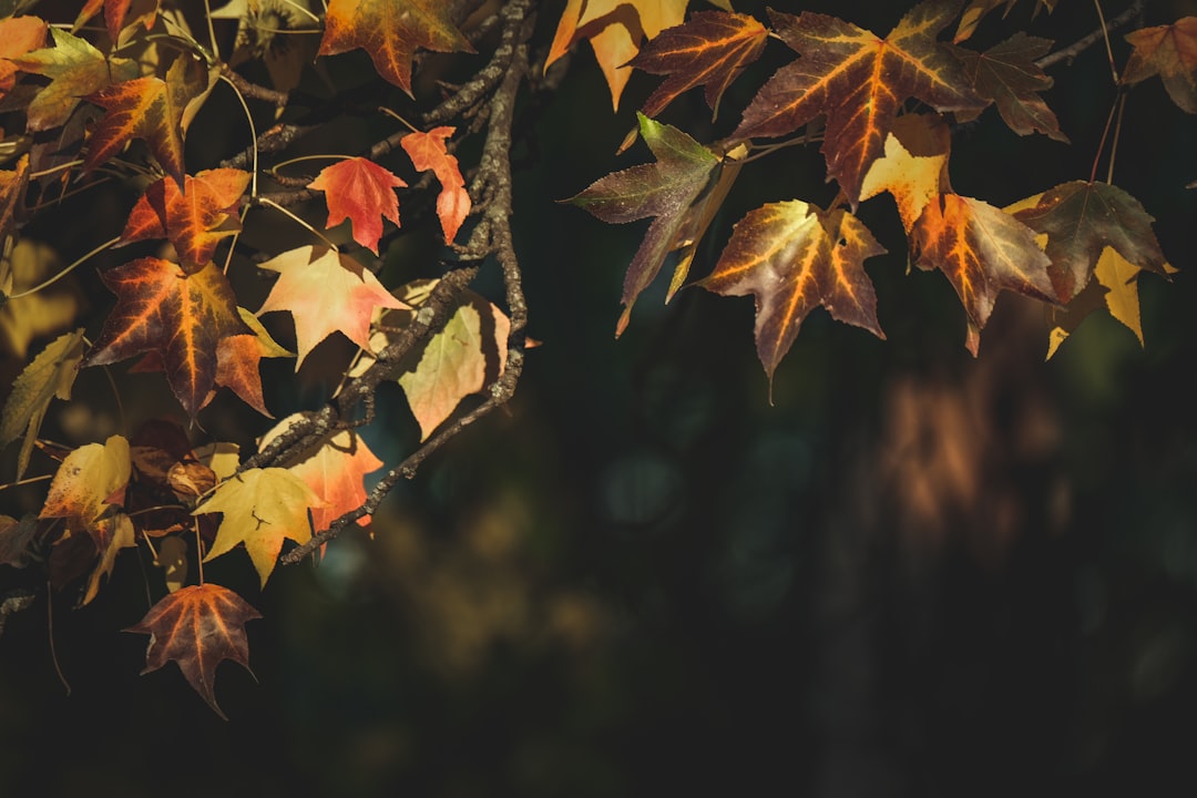 Photo "hor na podzim"